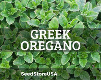 Greek Oregano Seeds | Heirloom - Non-GMO | Origanum Vulgare Hirtum | Herb Seeds | Seed Store | 1142