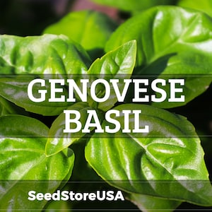 Genovese Basil Seeds | Heirloom - Non-GMO | Ocimum Basilicum | Herb Seeds | Seed Store | 1126