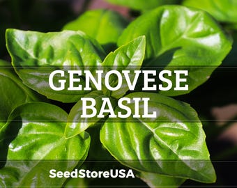 Genovese Basil Seeds | Heirloom - Non-GMO | Ocimum Basilicum | Herb Seeds | Seed Store | 1126