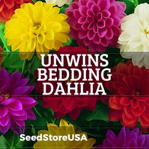 Unwins Bedding Dahlia Seeds | Dahlia Variabilis | Non-GMO | Flower Seeds | Seed Store | 1234