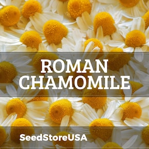 May include: Close-up of Roman chamomile flowers with white petals and yellow centers. The image features the text "ROMAN CHAMOMILE" and the website "SeedStoreUSA".