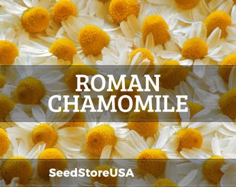 Roman Chamomile Seeds | Heirloom - Non-GMO | Anthemis Nobilis / Chamaemelum Nobile | Herb Seeds | Seed Store | 1153