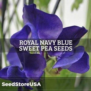 Royal Navy Blue Sweet Pea Seeds | Lathyrus Odoratus | Non-GMO | Flower Seeds | Seed Store | 1208