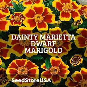 Dainty Marietta Dwarf Marigold Seeds | Tagetes Patula | Non-GMO | Flower Seeds | Seed Store | 1190
