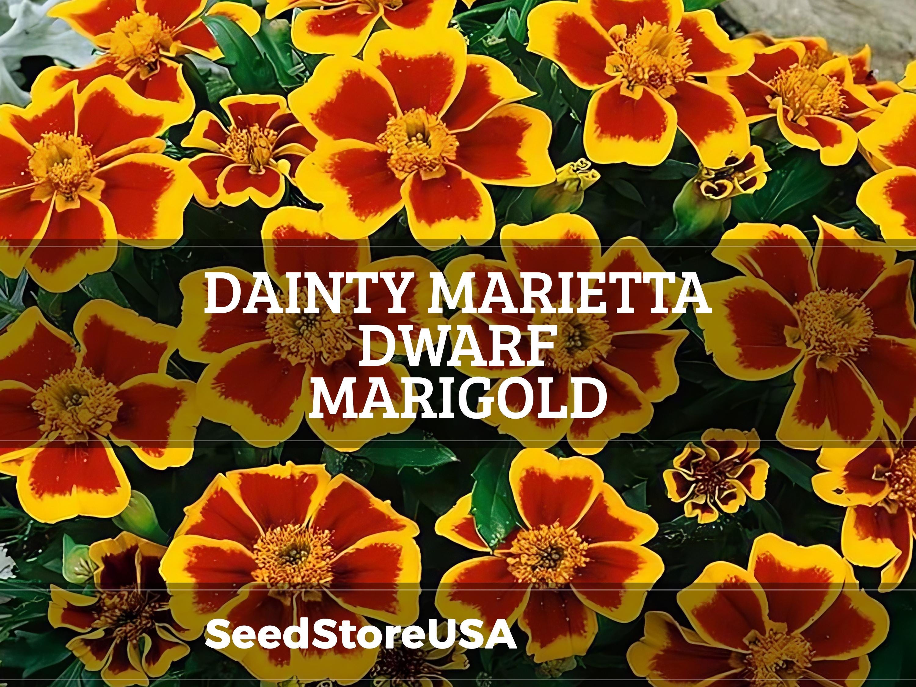 Dainty Marietta Dwarf Marigold Seeds | Tagetes Patula | Non-gmo | Flower  Seeds | Seed Store | 1190 - Etsy