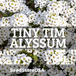 Tiny Tim Alyssum Seeds | Lobularia Maritima | Non-GMO | Flower Seeds | Seed Store | 1213