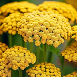 Gold Yarrow Seeds | Achillea Filipendulina | Non-GMO | Flower Seeds | Seed Store | 1266