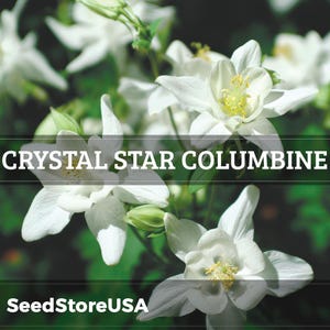 Crystal Star Columbine Seeds | Aquilegia Caerulea | Non-GMO | Flower Seeds | Seed Store | 1217