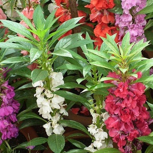 Tom Thumb Impatiens Seeds | Impatiens Balsamina | Non-GMO | Flower Seeds | Seed Store | 1264