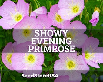 Showy Evening Primrose Seeds | Oenothera Speciosa | Non-GMO | Flower Seeds | Seed Store | 1240