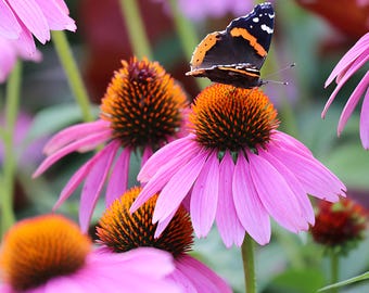 Purple Coneflower Seeds | Echinacea Purpurea | Non-GMO | Flower Seeds | Seed Store | 1259