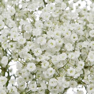 Baby's Breath Seeds | Gypsophila Elegans | Non-GMO | Flower Seeds | Seed Store | 1275