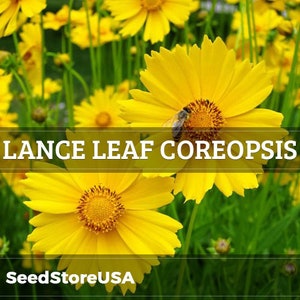 Lance Leaf Coreopsis Seeds | Coreopsis Lanceolata | Non-GMO | Flower Seeds | Seed Store | 1272