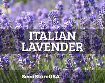 Italian Lavender Seeds | Heirloom - Non-GMO | Lavandula Angustifolia | Herb Seeds | Seed Store | 1139