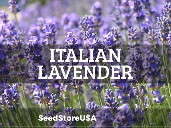 Italian Lavender Seeds | Heirloom - Non-GMO | Lavandula Angustifolia | Herb Seeds | Seed Store | 1139