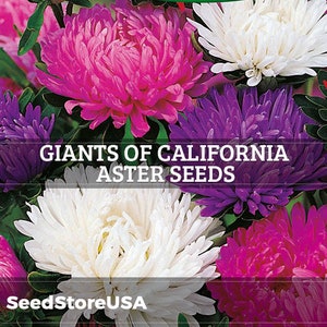 Giants Of California Aster Seeds | Callistephus Chinensis | Non-GMO | Flower Seeds | Seed Store | 1230