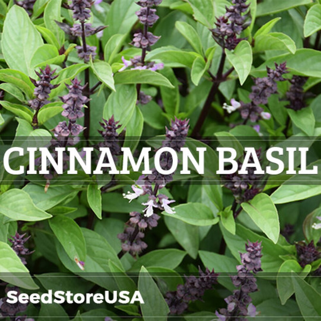 thumbnail image 2 of 1000 Cinnamon Basil Herb Seeds - Non-GMO Ocimum Basilicum For Home Gardening 2 of 9