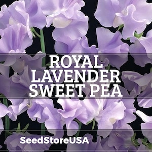 Royal Lavender Sweet Pea Seeds | Lathyrus Odoratus | Non-GMO | Flower Seeds | Seed Store | 1207 image 1