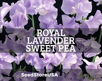 Royal Lavender Sweet Pea Seeds | Lathyrus Odoratus | Non-GMO | Flower Seeds | Seed Store | 1207