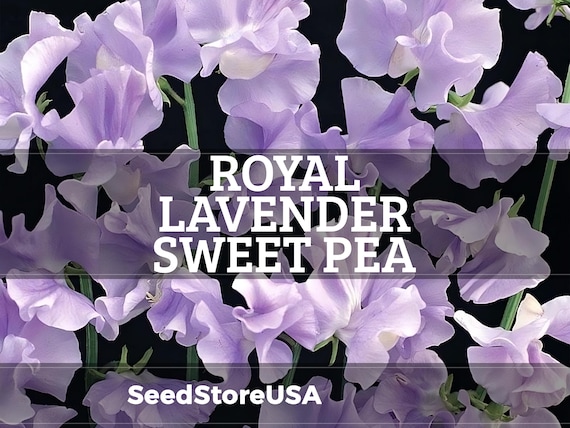 Royal Lavender Sweet Pea Seeds | Lathyrus Odoratus | Non-GMO | Flower Seeds | Seed Store | 1207