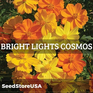 Bright Lights Cosmos Seeds | Cosmos Sulphureus | Non-GMO | Flower Seeds | Seed Store | 1225