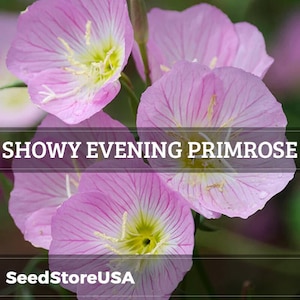 Showy Evening Primrose Seeds | Oenothera Speciosa | Non-GMO | Flower Seeds | Seed Store | 1240