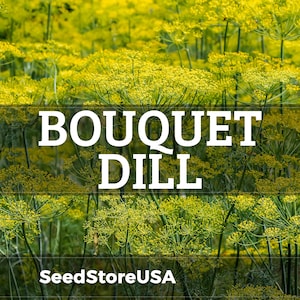 Puede incluir: Primer plano de flores amarillas de eneldo con el texto "BOUQUET DILL" en blanco. Las palabras "SeedStoreUSA" est&aacute;n en la parte inferior de la imagen. Las plantas de eneldo est&aacute;n en plena floraci&oacute;n, creando una escena vibrante y natural.