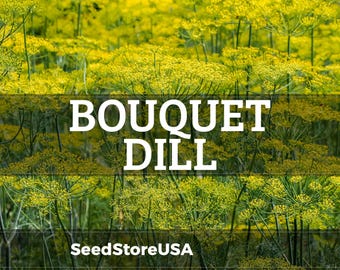 Bouquet Dill Seeds | Heirloom - Non-GMO | Anethum Graveolens | Herb Seeds | Seed Store | 1144