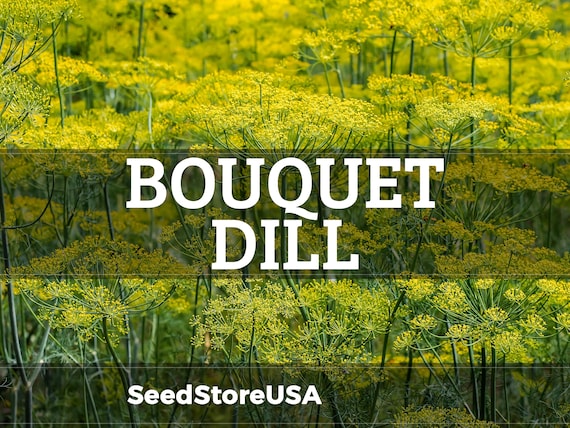 Bouquet Dill Seeds | Heirloom - Non-GMO | Anethum Graveolens | Herb Seeds | Seed Store | 1144