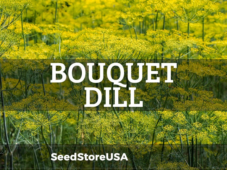 Puede incluir: Primer plano de flores amarillas de eneldo con el texto "BOUQUET DILL" en blanco. Las palabras "SeedStoreUSA" est&aacute;n en la parte inferior de la imagen. Las plantas de eneldo est&aacute;n en plena floraci&oacute;n, creando una escena vibrante y natural.