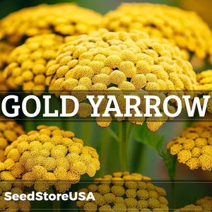Gold Yarrow Seeds | Achillea Filipendulina | Non-GMO | Flower Seeds | Seed Store | 1266
