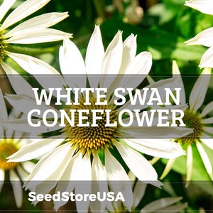White Swan Coneflower Seeds | Echinacea Purpurea Alba | Non-GMO | Flower Seeds | Seed Store | 1257 image 1