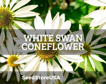 White Swan Coneflower Seeds | Echinacea Purpurea Alba | Non-GMO | Flower Seeds | Seed Store | 1257