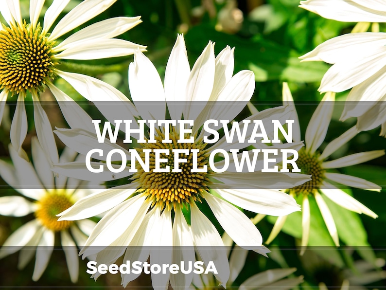 White Swan Coneflower Seeds | Echinacea Purpurea Alba | Non-GMO | Flower Seeds | Seed Store | 1257 image 1