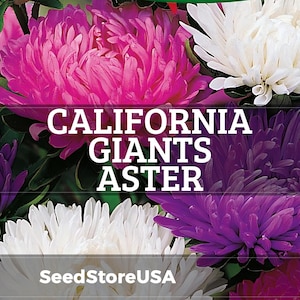 Giants Of California Aster Seeds | Callistephus Chinensis | Non-GMO | Flower Seeds | Seed Store | 1230