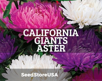 Aster Purple Dome New England Seeds
