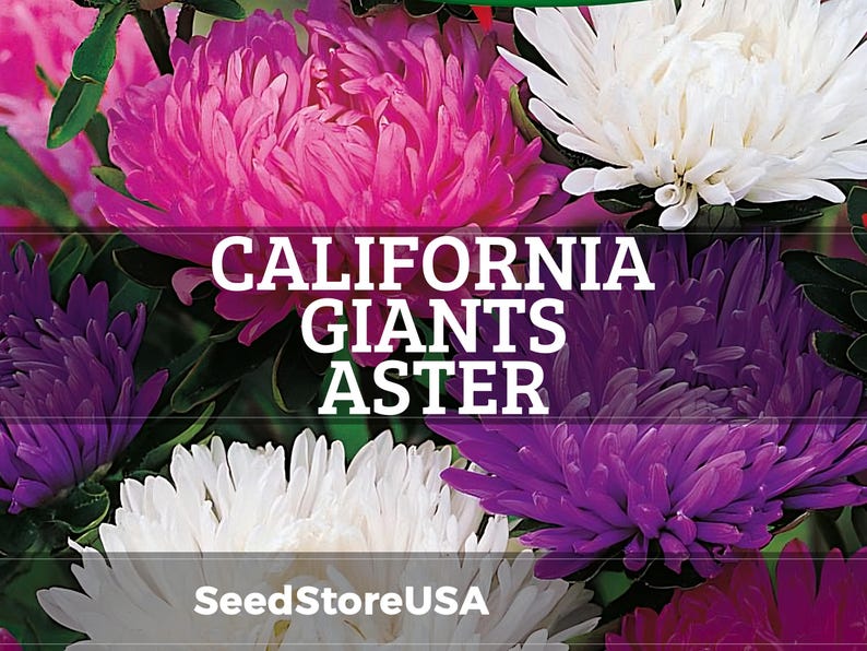 Giants Of California Aster Seeds | Callistephus Chinensis | Non-GMO | Flower Seeds | Seed Store | 1230 image 1