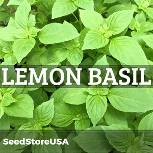 thumbnail image 2 of 1000 Cinnamon Basil Herb Seeds - Non-GMO Ocimum Basilicum For Home Gardening 2 of 9