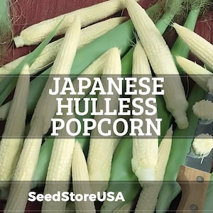 May include: Close-up of Japanese hulless popcorn cobs with green husks and a knife. The cobs are pale yellow and white, with some husks still attached. The text "JAPANESE HULLLESS POPCORN" is overlaid on the image, along with the SeedStoreUSA logo.
