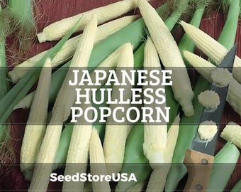 Puede incluir: Primer plano de mazorcas de palomitas de maíz japonesas sin cáscara con hojas verdes y un cuchillo. Las mazorcas son de color amarillo pálido y blanco, con algunas hojas aún adheridas. El texto "JAPANESE HULLLESS POPCORN" está superpuesto en la imagen, junto con el logotipo de SeedStoreUSA.