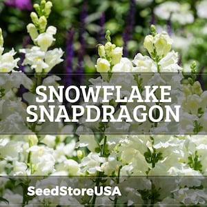 Snowflake Snapdragon Seeds | Antirrhinum Majus | Non-GMO | Flower Seeds | Seed Store | 1200