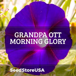 Grandpa Ott Morning Glory Seeds | Ipomoea Purpurea | Non-GMO | Flower Seeds | Seed Store | 1183 image 1