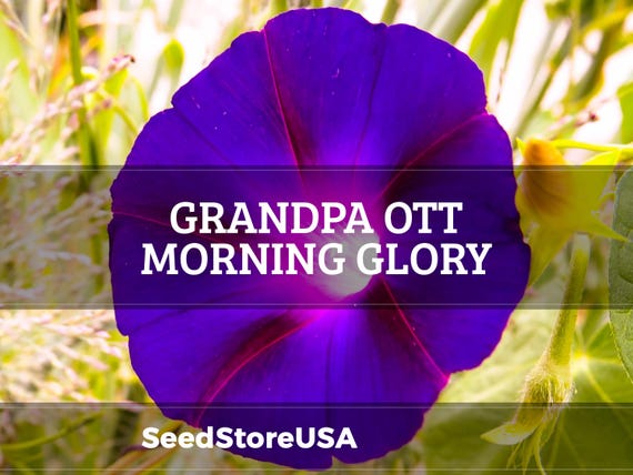 Grandpa Ott Morning Glory Seeds | Ipomoea Purpurea | Non-GMO | Flower Seeds | Seed Store | 1183