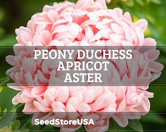 Peony Duchess Apricot Aster Seeds | Callistephus Tall | Non-GMO | Flower Seeds | Seed Store | 1233