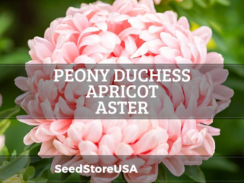 Peony Duchess Apricot Aster Seeds | Callistephus Tall | Non-GMO | Flower Seeds | Seed Store | 1233 image 1