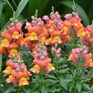Orange Wonder Snapdragon Seeds | Antirrhinum Majus | Non-GMO | Flower Seeds | Seed Store | 1294