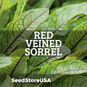 May include: Close-up of red-veined sorrel leaves. The leaves are a vibrant green with prominent red veins, creating a striking contrast. The text "RED VEINED SORREL" is displayed in white, along with the "SeedStoreUSA" logo.