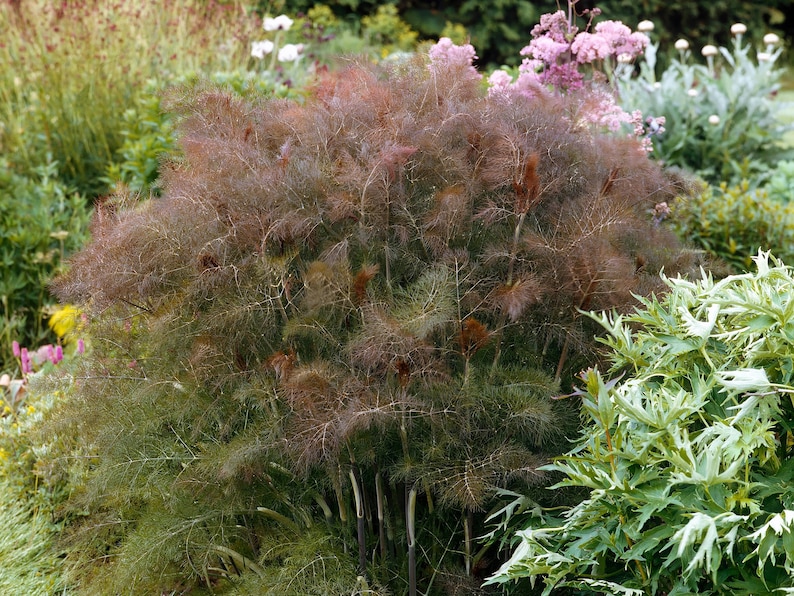 Bronze Fennel Seeds - Thumbnail 3