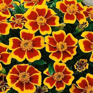 Dainty Marietta Dwarf Marigold Seeds | Tagetes Patula | Non-GMO | Flower Seeds | Seed Store | 1190