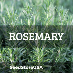 May include: Close-up of fresh rosemary plants with vibrant green leaves. The word "ROSEMARY" is displayed in large white letters across the image, with "SeedStoreUSA" below. The image showcases the herb's natural texture and color.